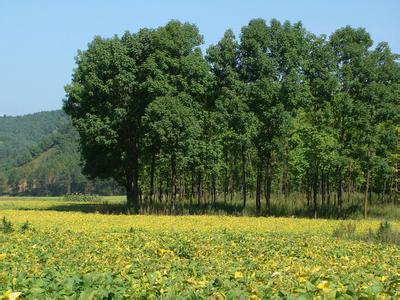 饶阳天气预报10天查询，未来十天天气