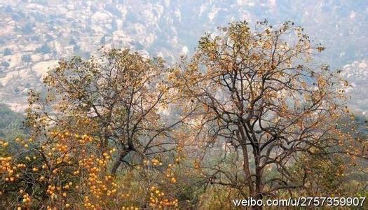 大洼天气预报10天查询，未来十天天气