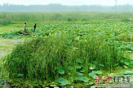 鱼台天气预报10天查询，未来十天天气