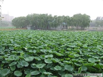 新郑天气预报10天查询，未来十天天气