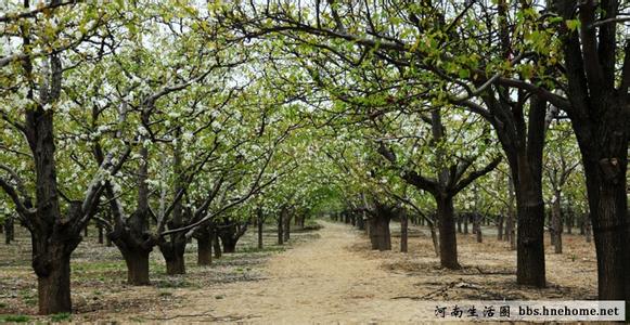 宁陵天气预报10天查询，未来十天天气