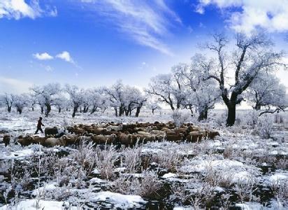 托里天气预报10天查询，未来十天天气