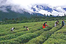 西藏易贡茶园生态旅游区