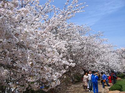 大连旅顺龙王塘樱花园