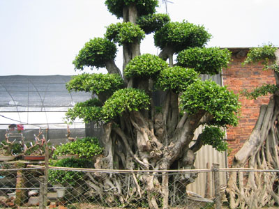 漳州百花村天气