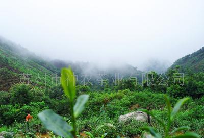 台湾杉林溪天气