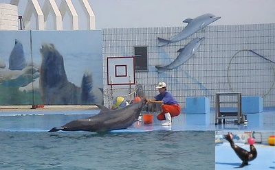 青岛海豚表演馆天气