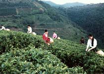 兴宁黄蜂窝茶山旅游区天气