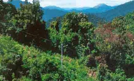 澄迈加笼坪热带季雨林旅游区天气
