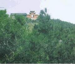 孝感白兆山天气