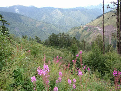 雅安杜鹃山