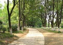 枞阳菱湖风景区